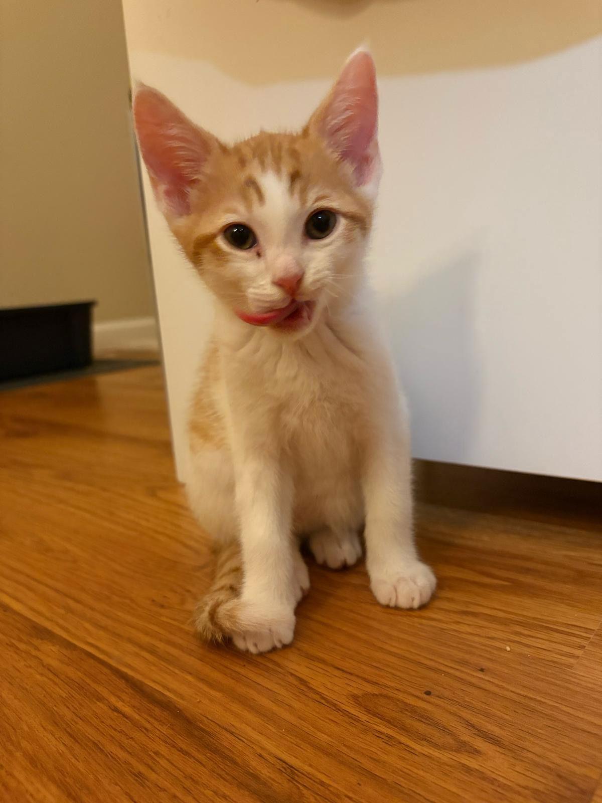Enlarge Thistle (& Clover), a Adopted Domestic Short Hair in Castro Valley, CA image 3/3