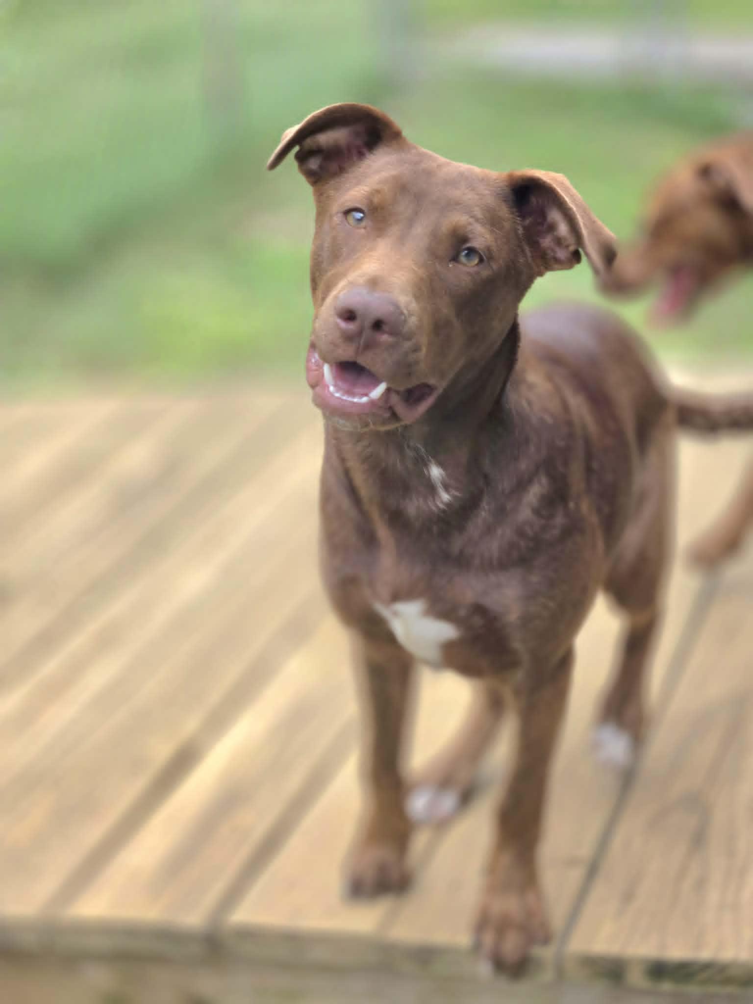 Enlarge Simba, a Adoptable Mixed Breed in Chatsworth, GA image 1/2
