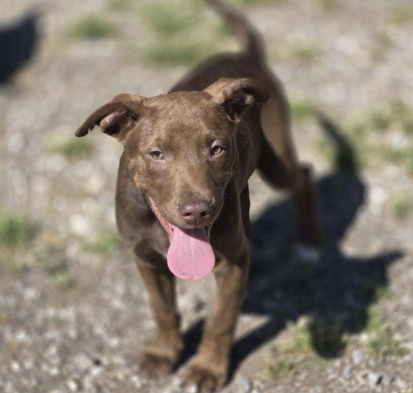 Enlarge Simba, a Adoptable Mixed Breed in Chatsworth, GA image 1/1