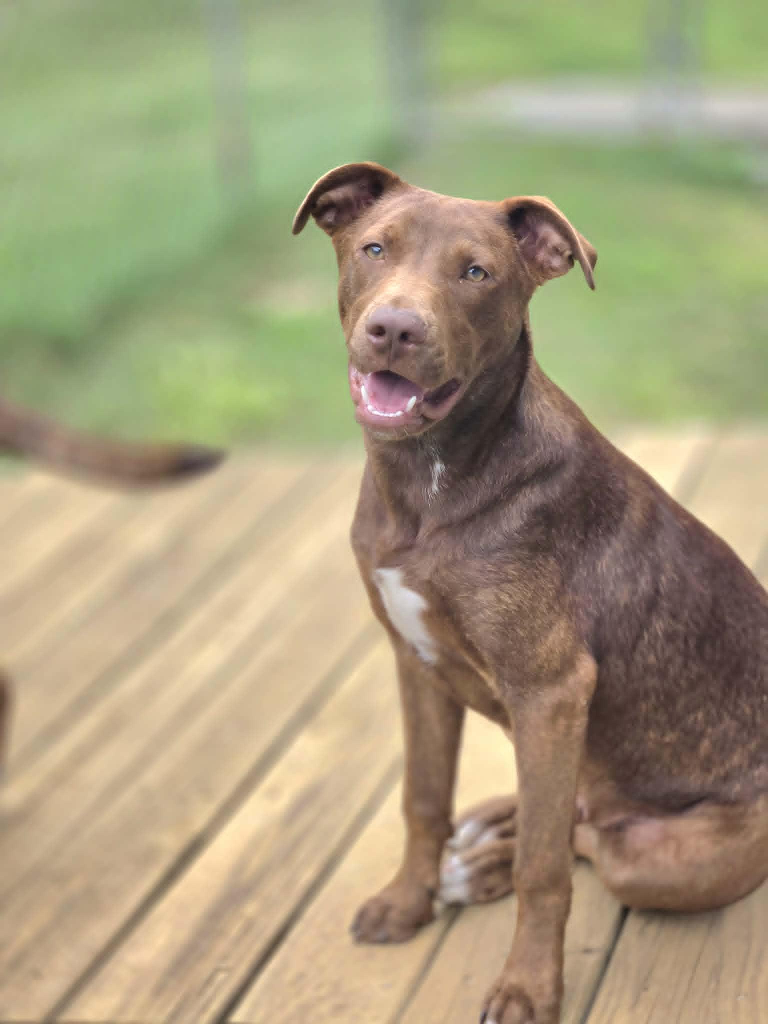 Enlarge Simba, a Adoptable Mixed Breed in Chatsworth, GA image 2/2
