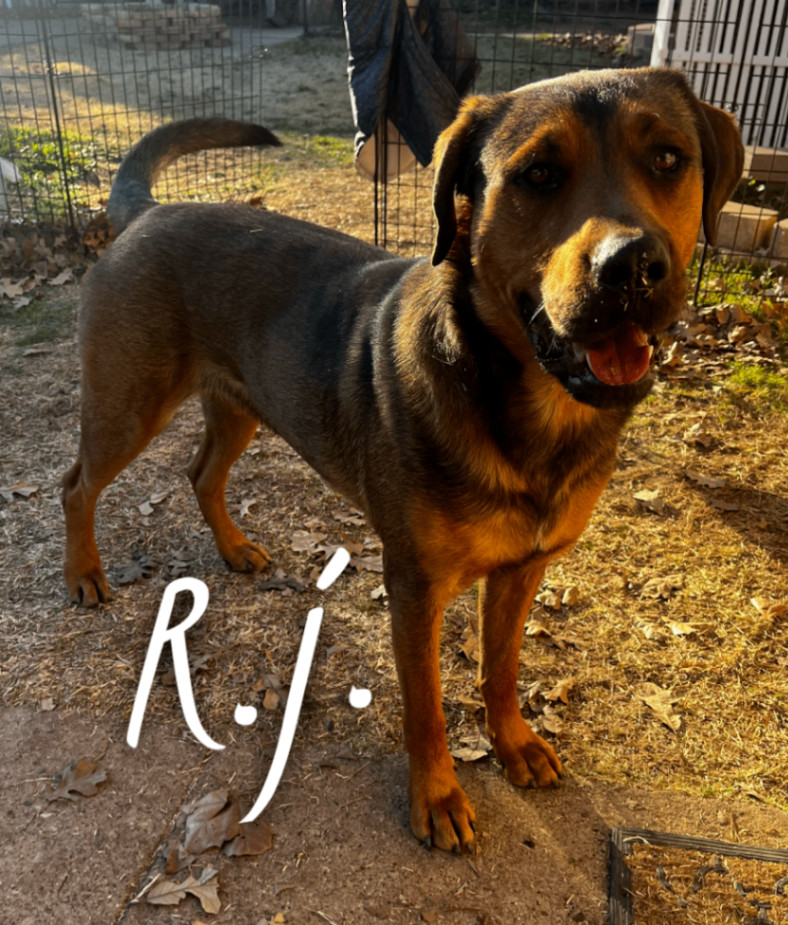 RJ, a Adopted mixed breed in Levelland, TX image 1/2