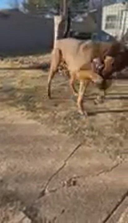 Enlarge RJ, a Adopted mixed breed in Levelland, TX video 2/2