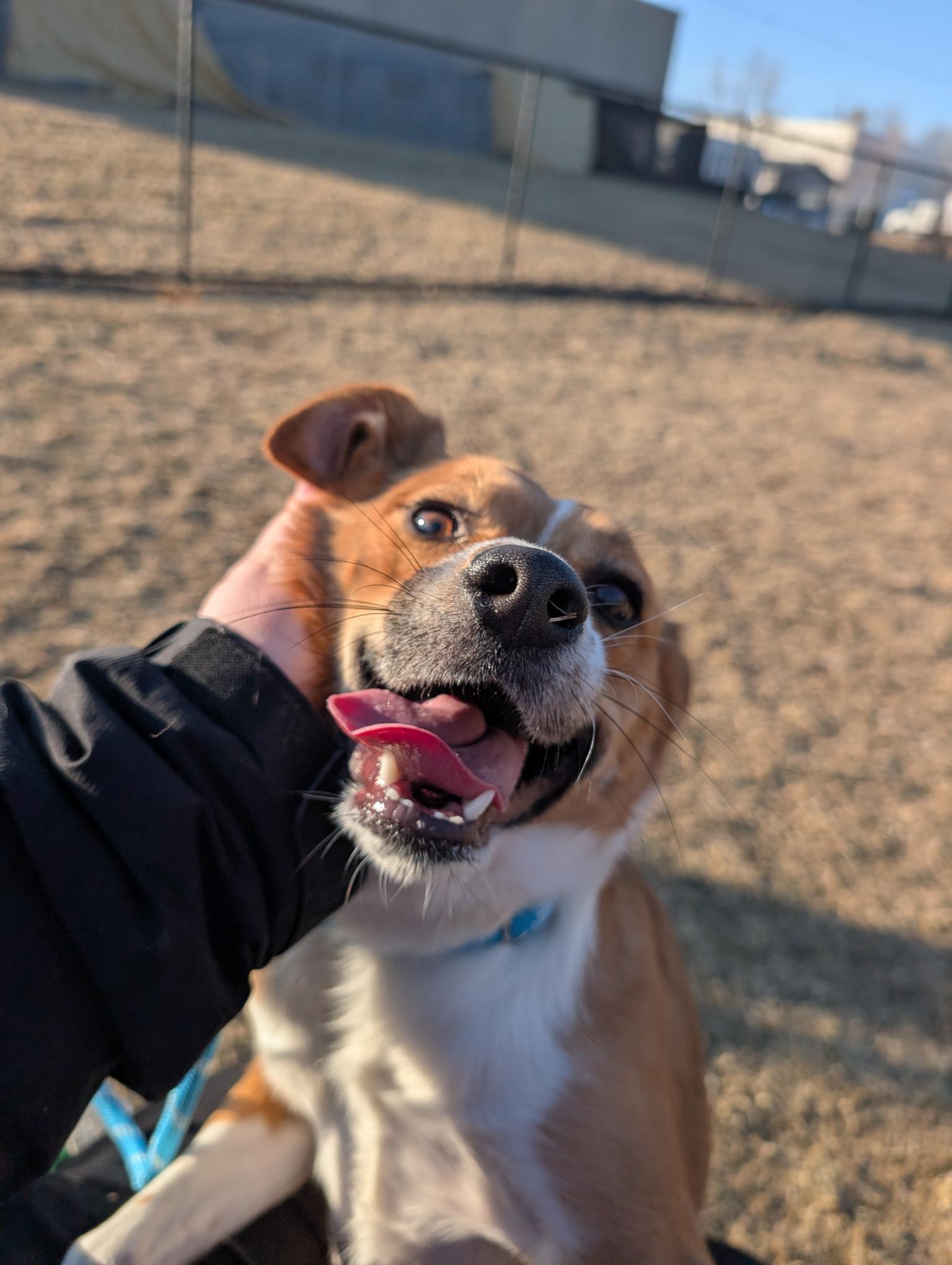 Foxy — thumbnail 2