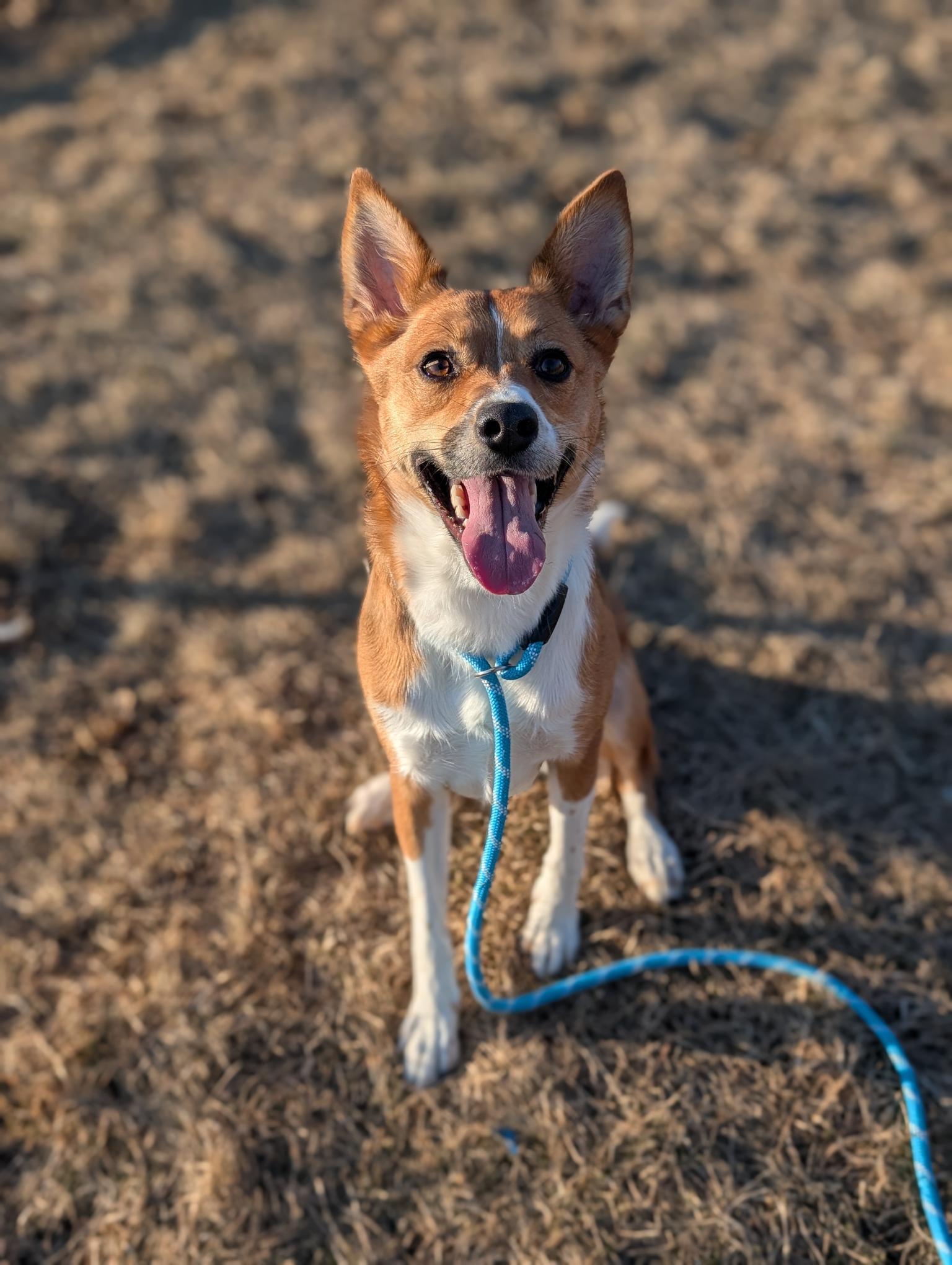 Foxy — thumbnail 3