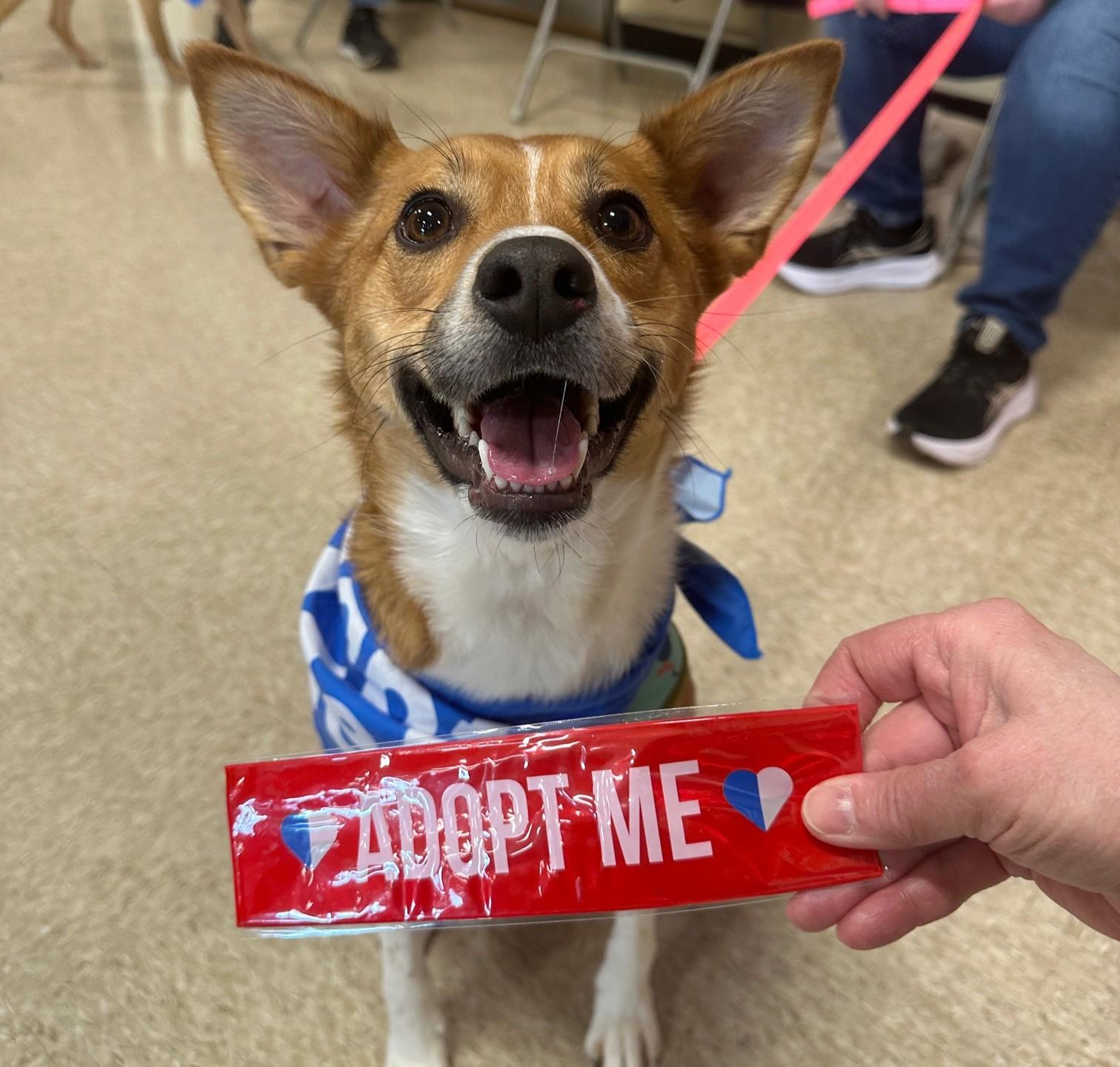 Foxy — thumbnail 4