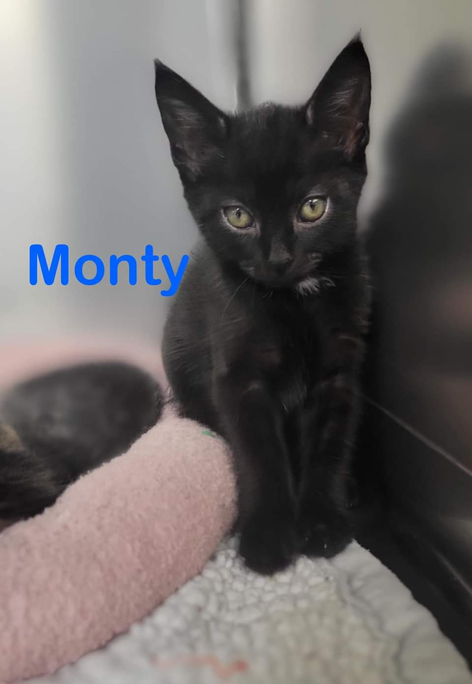 Monty, Adopted, Kitten Male Domestic Short Hair.