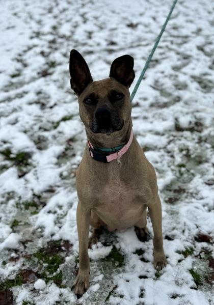 Rue, a Adoptable mixed breed in Morton Grove, IL image 1/3