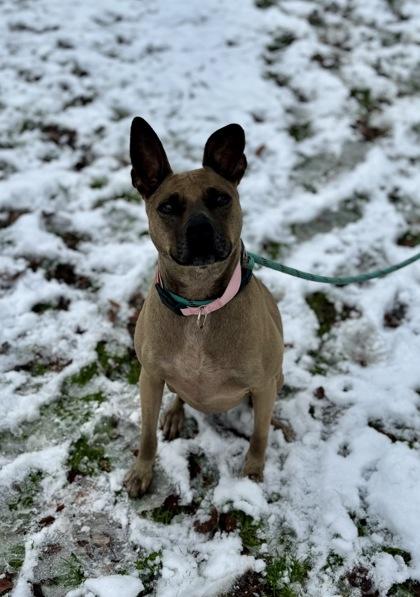 Rue, a Adoptable mixed breed in Morton Grove, IL image 2/3