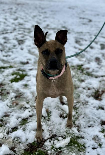Rue, a Adoptable mixed breed in Morton Grove, IL image 3/3