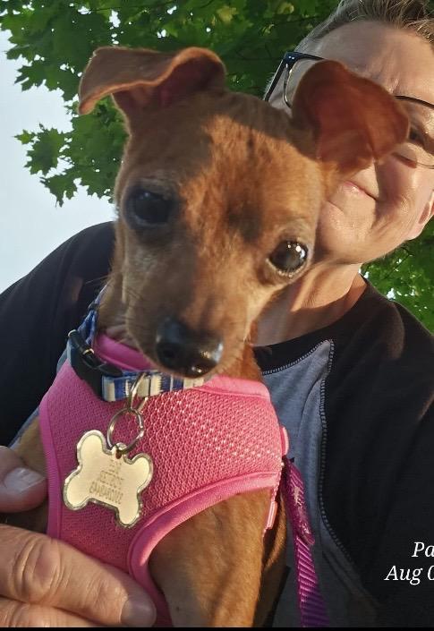 Enlarge Ava, a Adoptable Miniature Pinscher in Coatesville, PA image 1/6