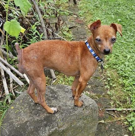 Enlarge Ava, a Adoptable Miniature Pinscher in Coatesville, PA image 3/6