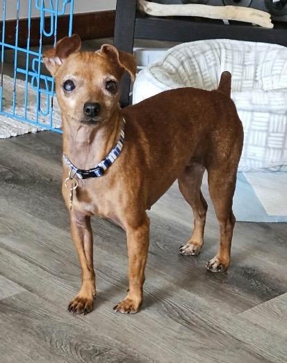 Enlarge Ava, a Adoptable Miniature Pinscher in Coatesville, PA image 4/6