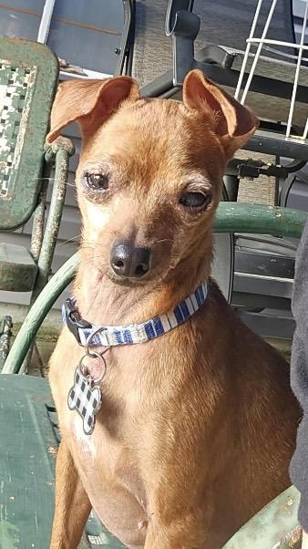 Enlarge Ava, a Adoptable Miniature Pinscher in Coatesville, PA image 2/6