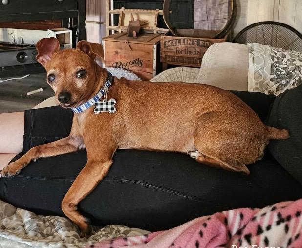 Enlarge Ava, a Adoptable Miniature Pinscher in Coatesville, PA image 5/6