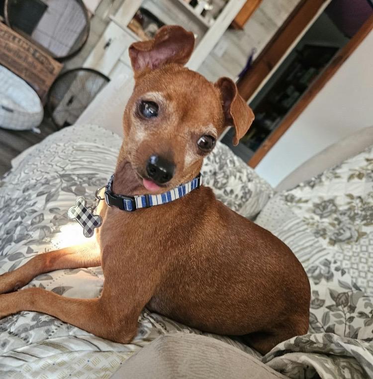 Enlarge Ava, a Adoptable Miniature Pinscher in Coatesville, PA image 6/6