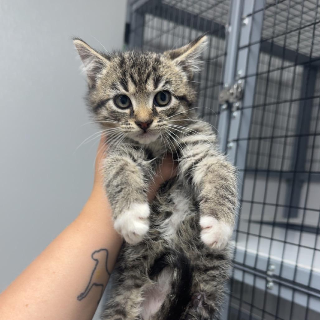 Tabby and White Male, Adoptable, Kitten Male Domestic Medium Hair.