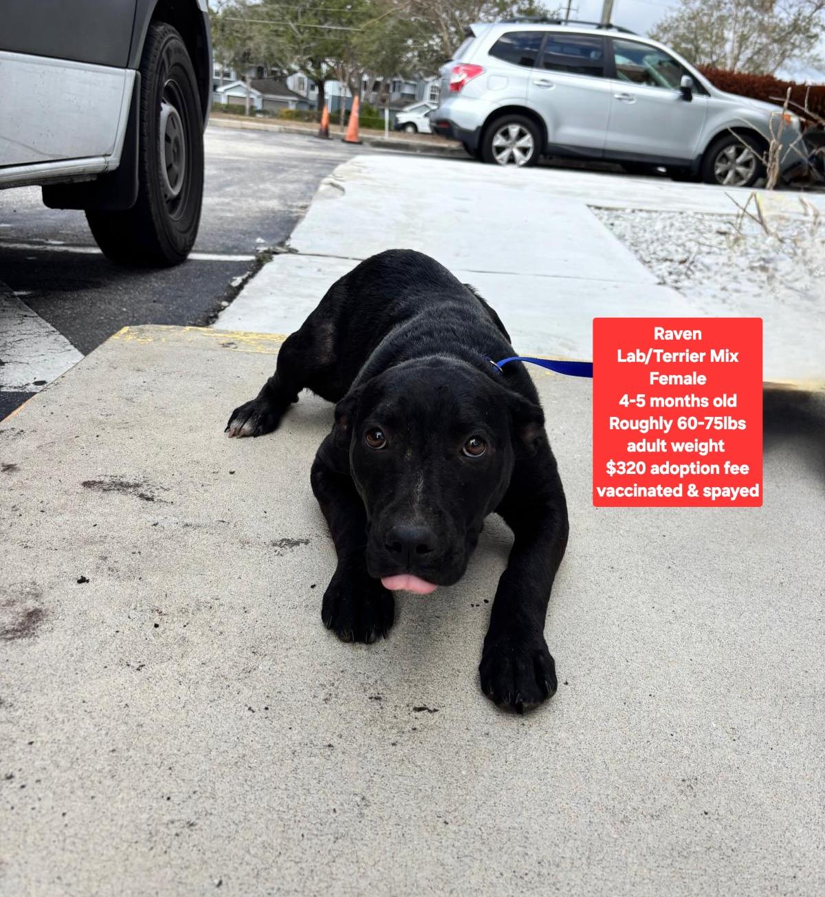 Enlarge Raven, an adopted mixed breed in Oviedo, FL image 1/1