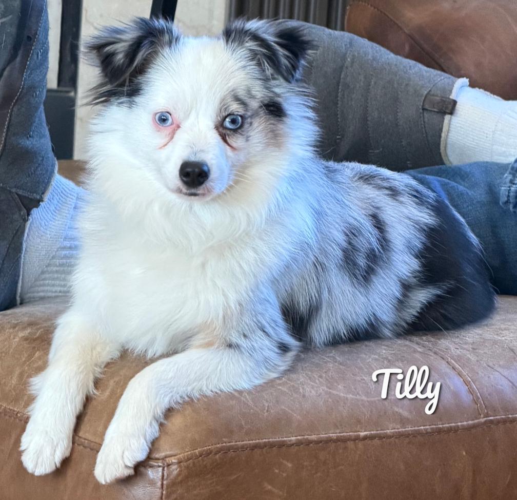 Tilly, adopted, Young Female Australian Shepherd & Pomeranian.