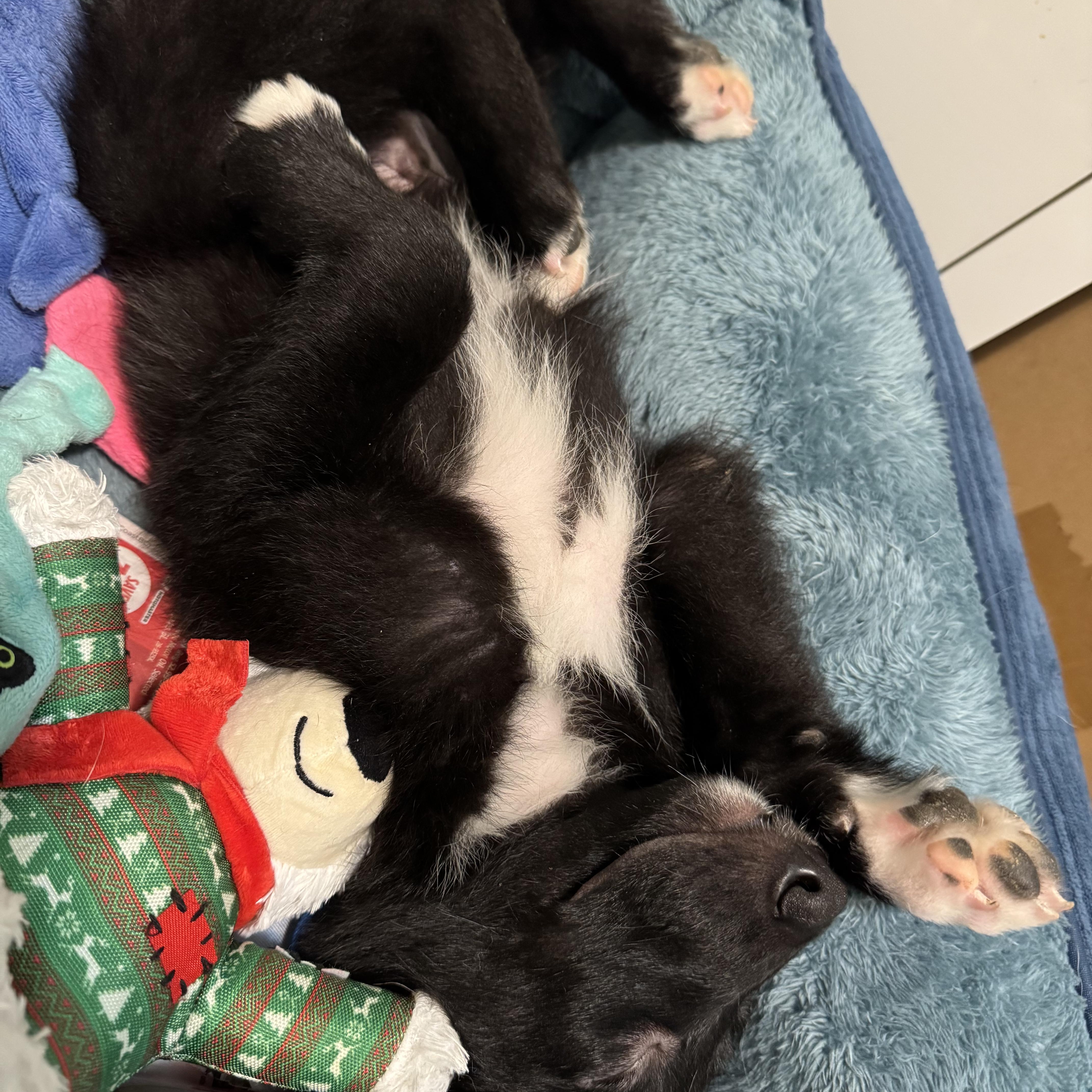 Enlarge Tinsel, a Adoptable mixed breed in Brantford, ON image 4/6