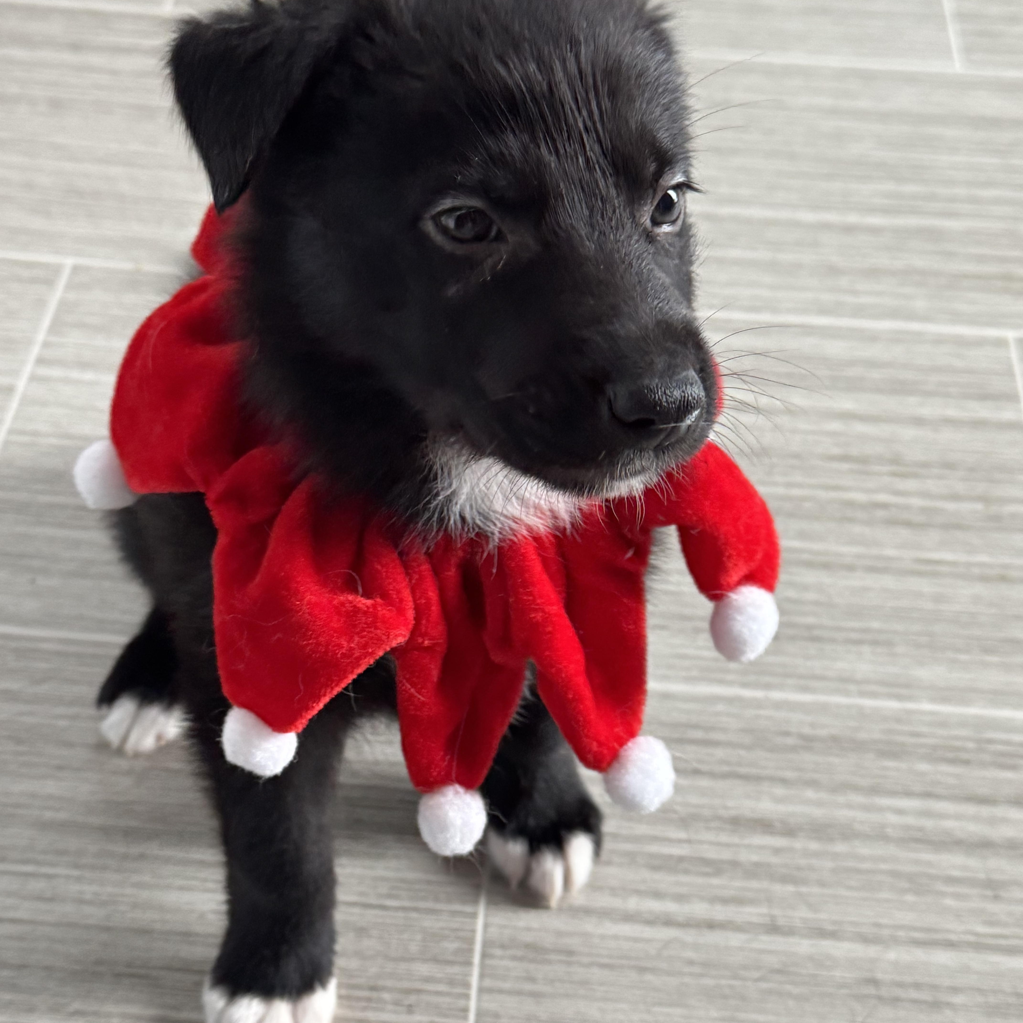 Enlarge Tinsel, a Adoptable mixed breed in Brantford, ON image 1/6