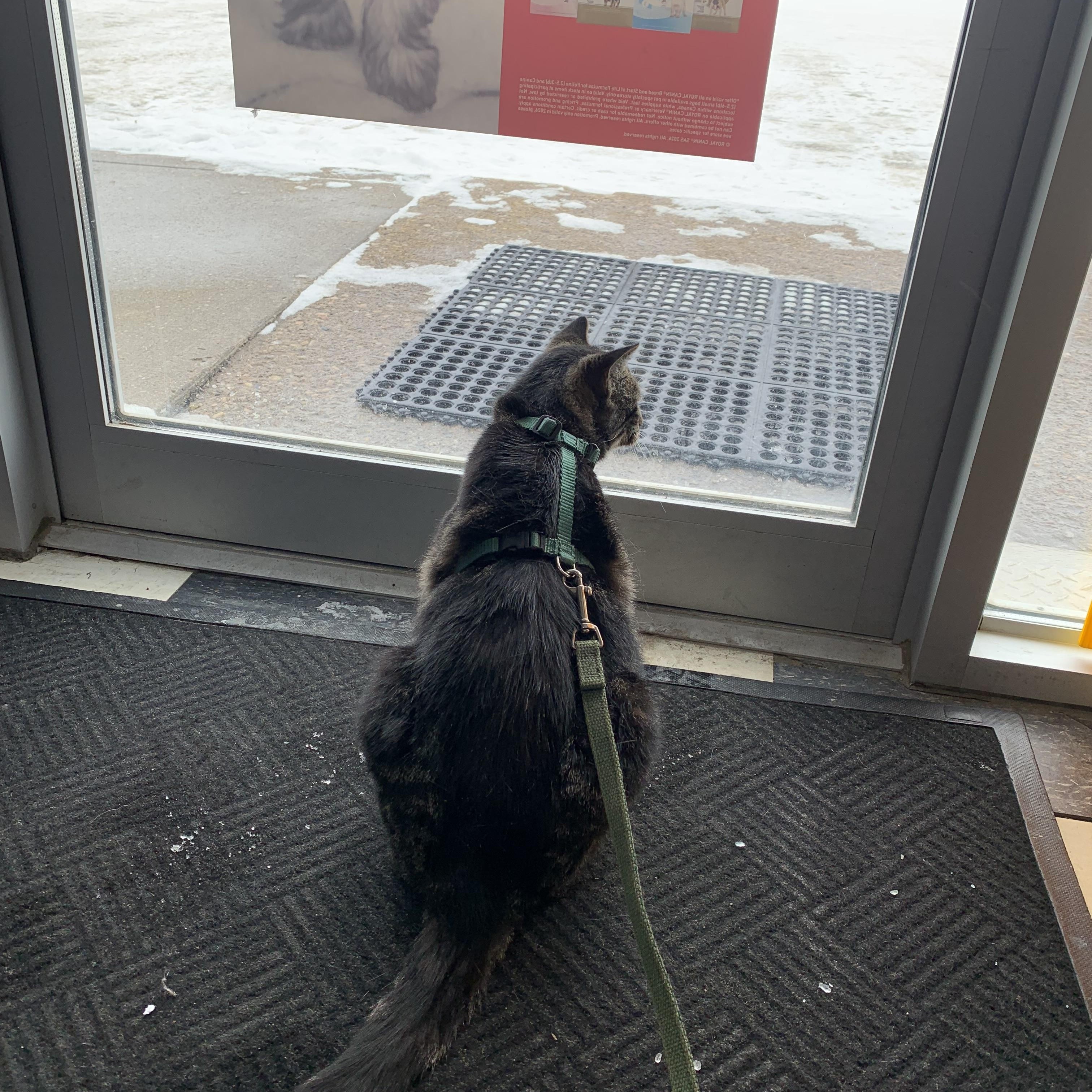 Enlarge Nala, a ADOPTABLE Domestic Short Hair in wetaskiwin, AB image 5/6