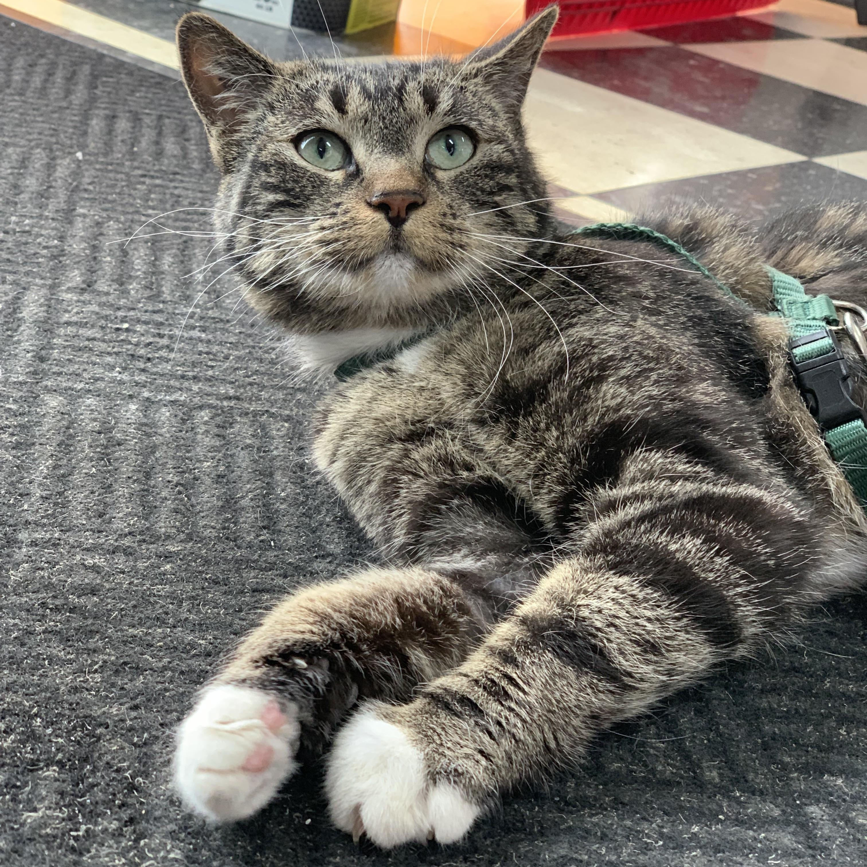 Enlarge Nala, a ADOPTABLE Domestic Short Hair in wetaskiwin, AB image 3/6