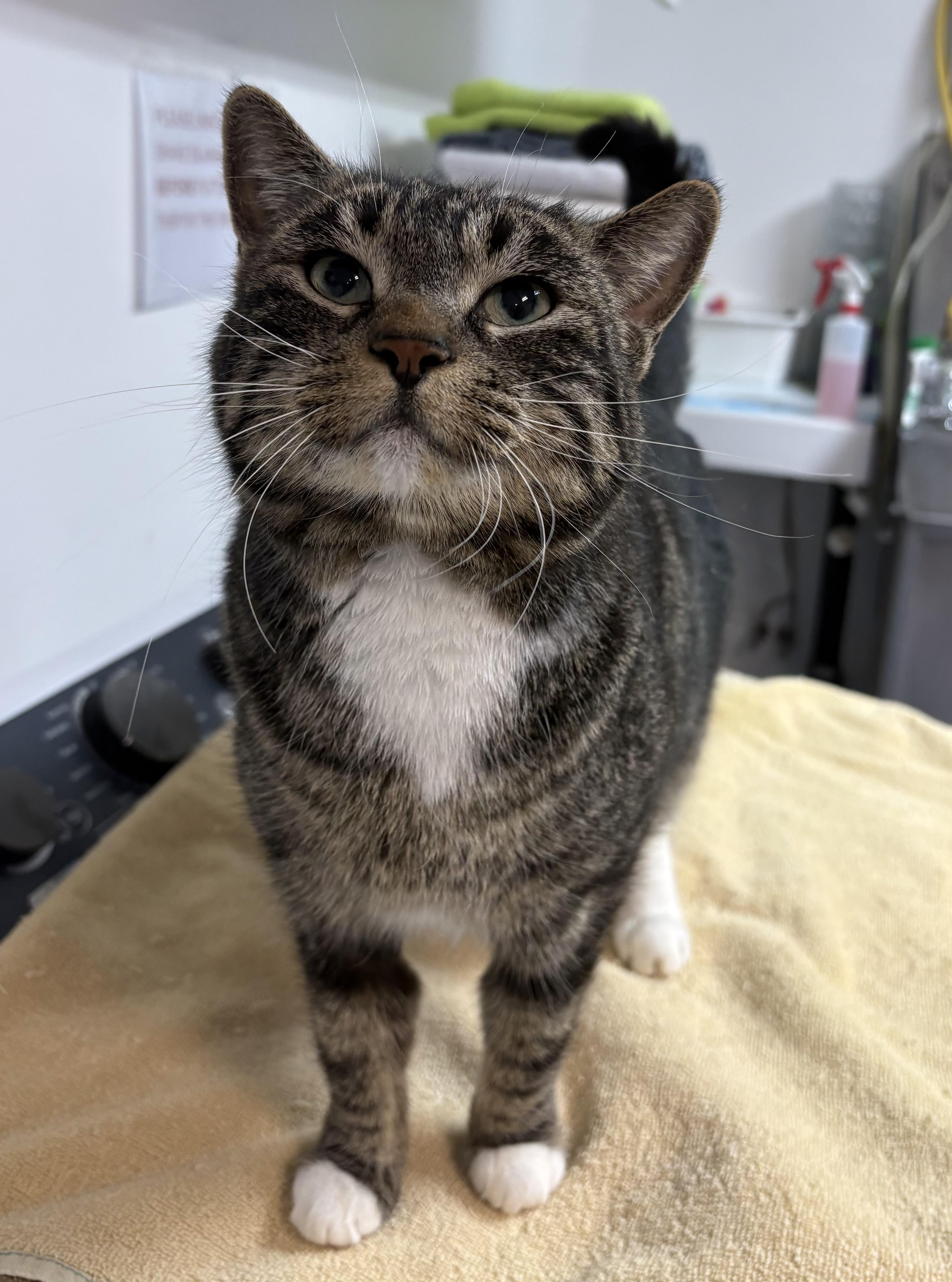 Enlarge Nala, a ADOPTABLE Domestic Short Hair in wetaskiwin, AB image 2/6