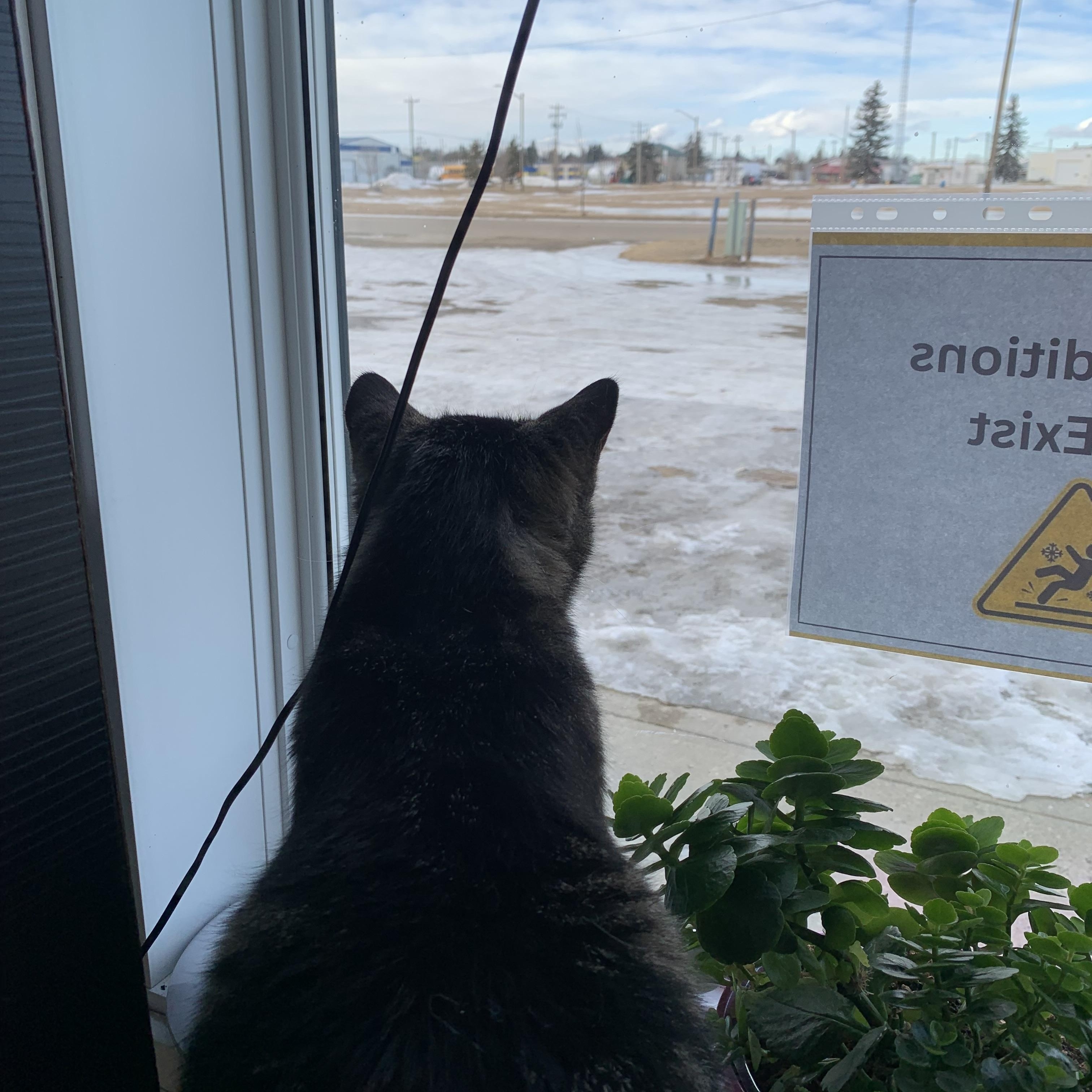 Enlarge Nala, a ADOPTABLE Domestic Short Hair in wetaskiwin, AB image 4/6