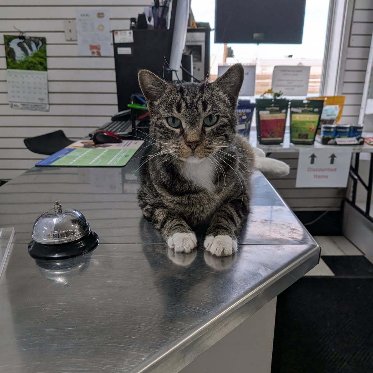 Nala, ADOPTABLE, Adult Female Domestic Short Hair.