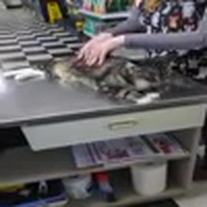 Enlarge Nala, a ADOPTABLE Domestic Short Hair in wetaskiwin, AB video 6/6