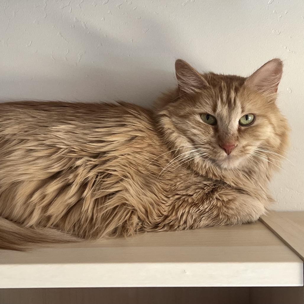 Golden Girl, Adoptable, Adult Female Domestic Long Hair.