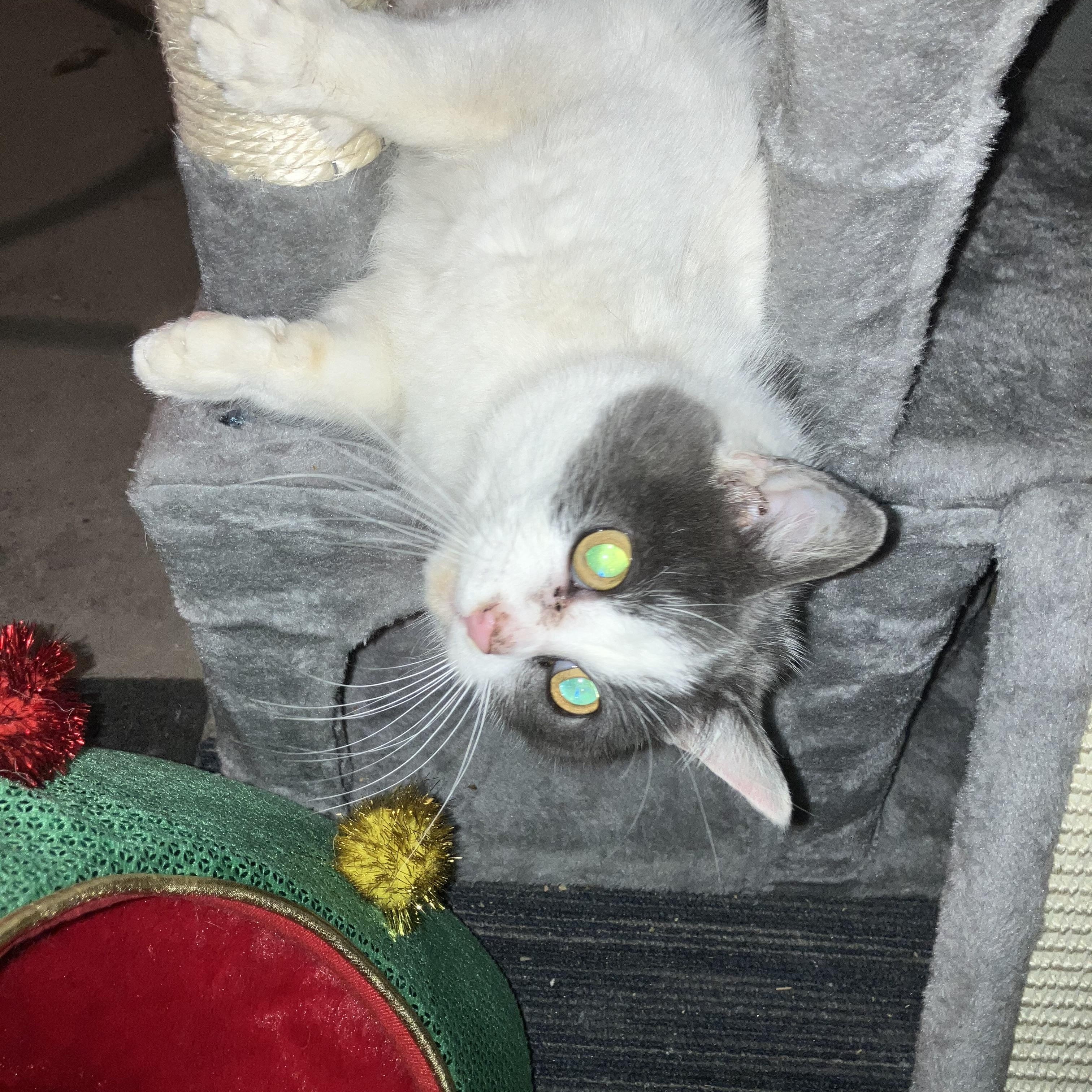 Bella, a ADOPTABLE mixed breed in Massillon, OH image 5/5