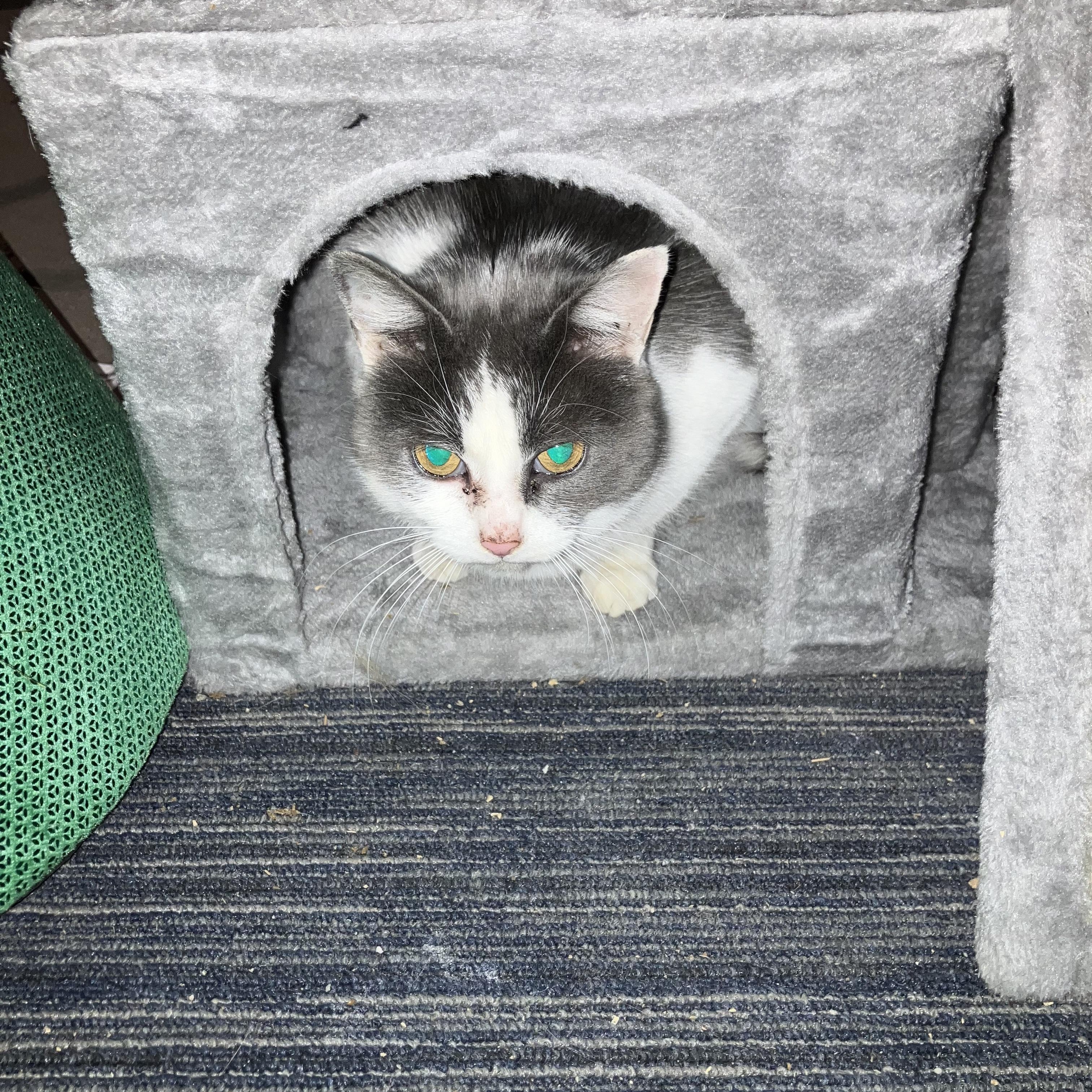 Bella, a ADOPTABLE mixed breed in Massillon, OH image 4/5