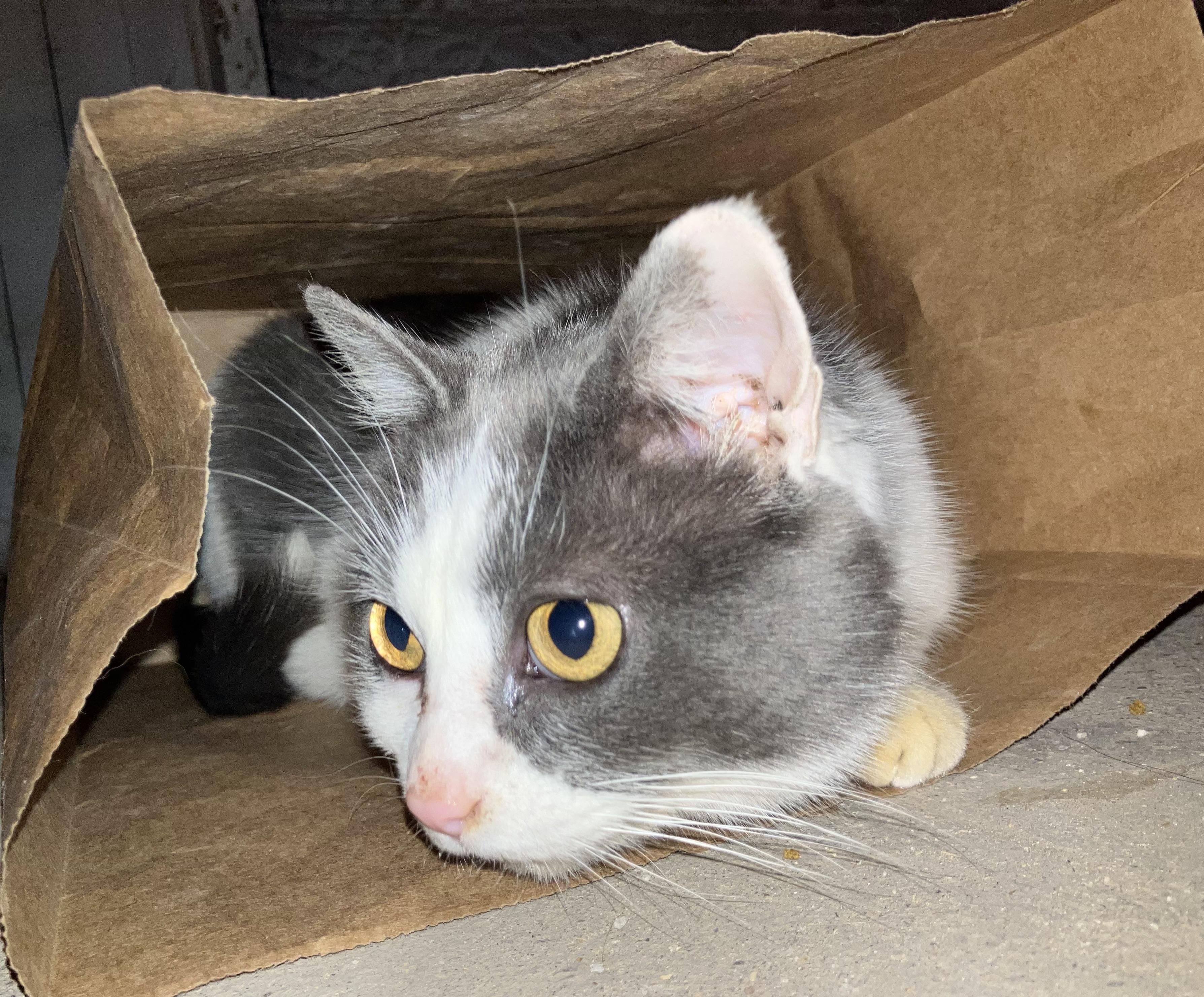 Bella, a ADOPTABLE mixed breed in Massillon, OH image 1/5