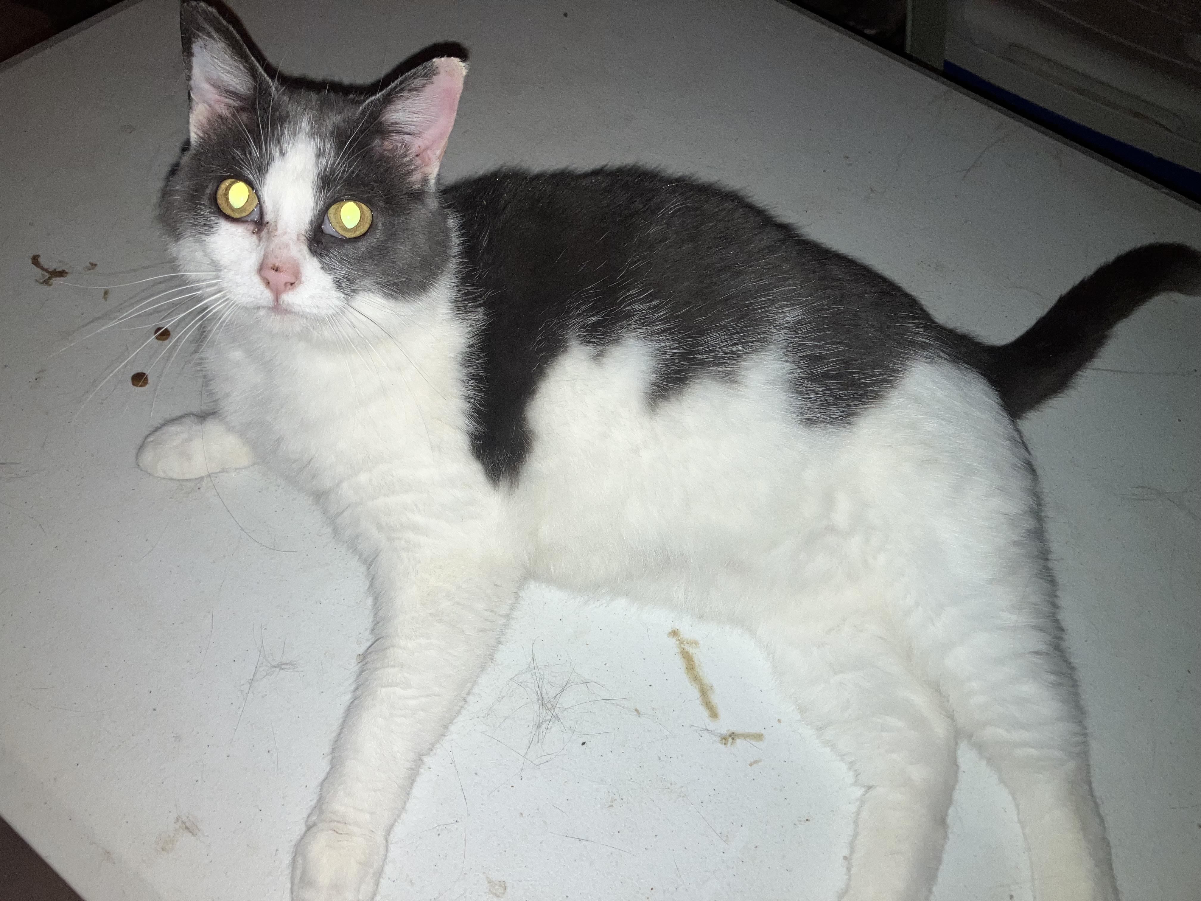 Bella, ADOPTABLE, Adult Female Domestic Short Hair.
