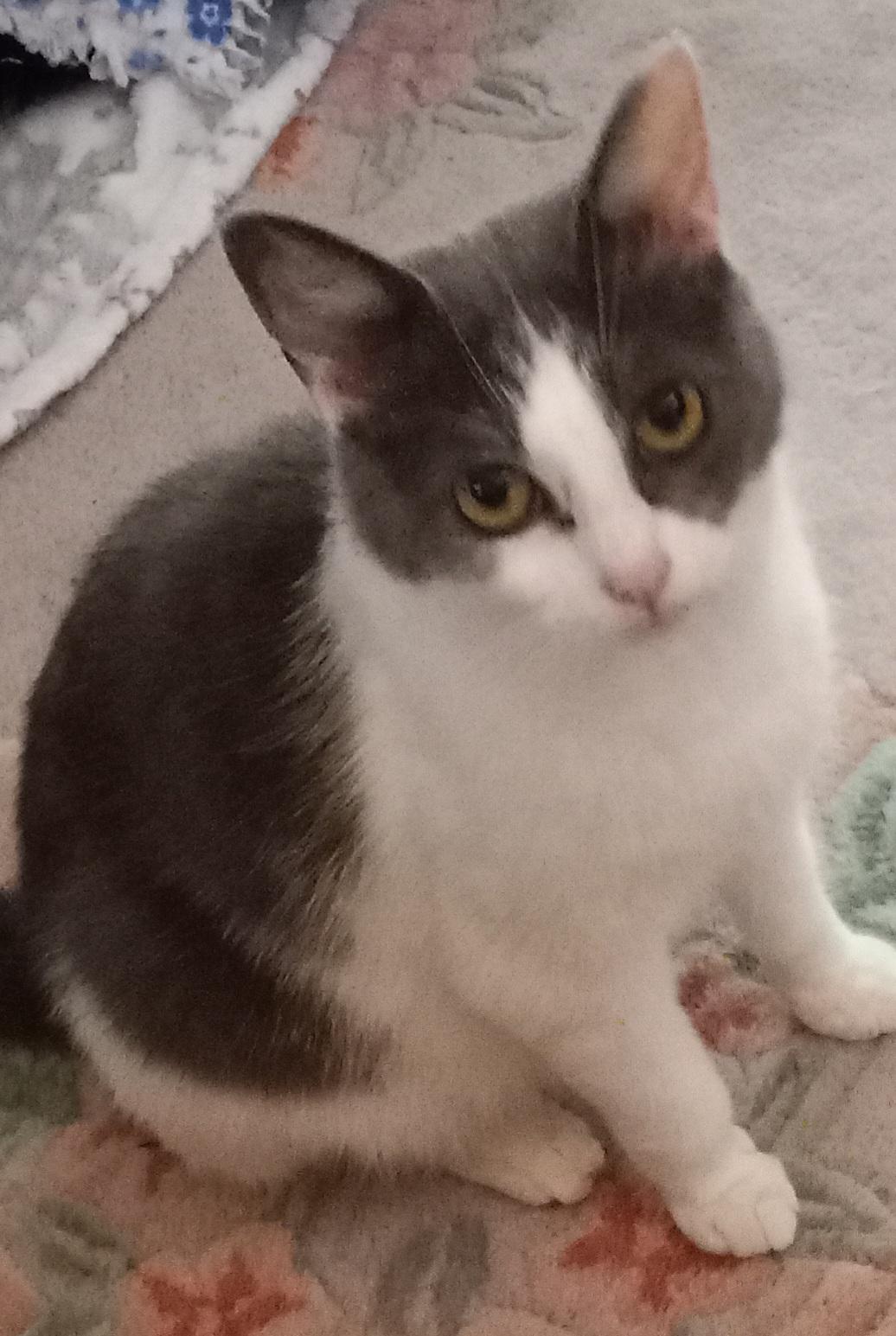 Bella, ADOPTABLE, Adult Female Domestic Short Hair.