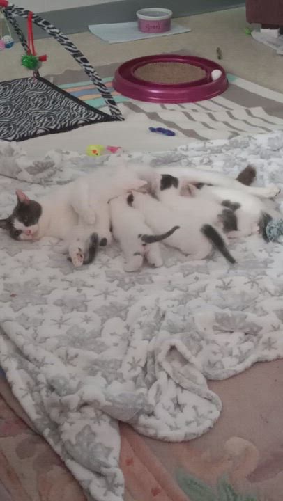 Enlarge Bella, a ADOPTABLE mixed breed in Massillon, OH video 3/5