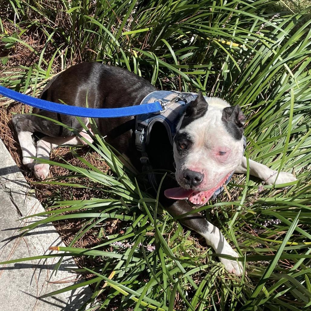 Walter — thumbnail 4