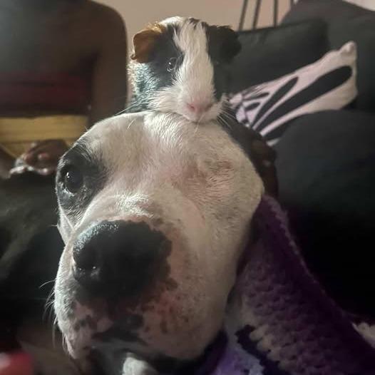 Walter — thumbnail 6