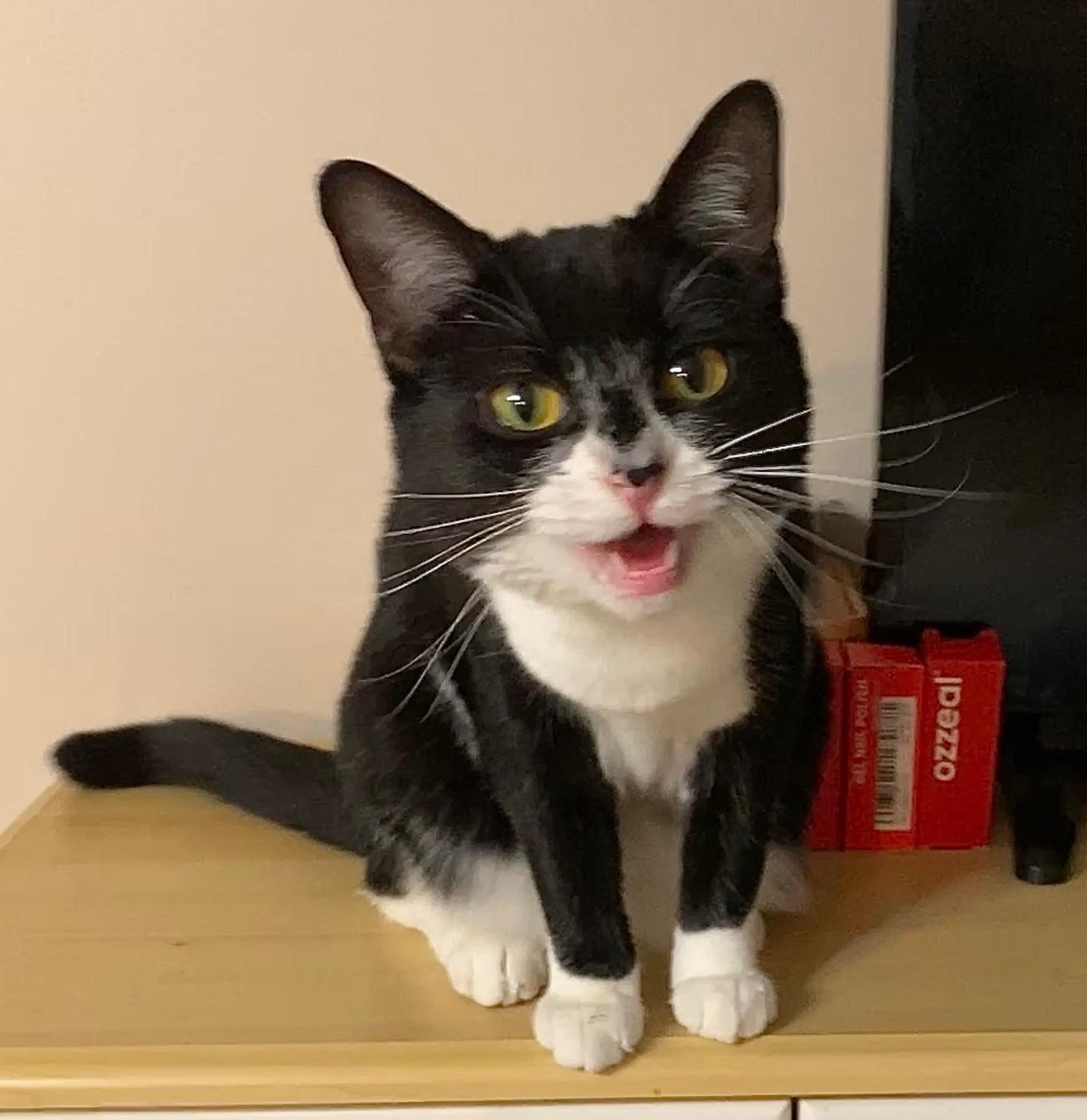 Enlarge ANNABELLE, a ADOPTABLE mixed breed in Crystal River, FL image 2/3