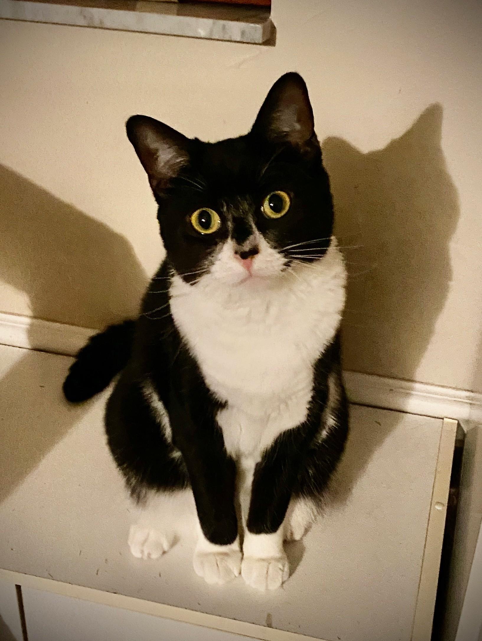 ANNABELLE, ADOPTABLE, Adult Female Domestic Short Hair & Tuxedo.