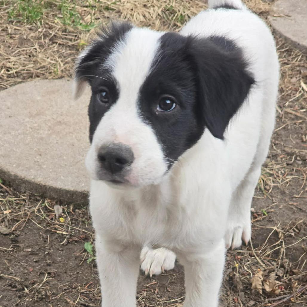 Enlarge Bennett, a Adoptable mixed breed in Alma, WI image 1/6