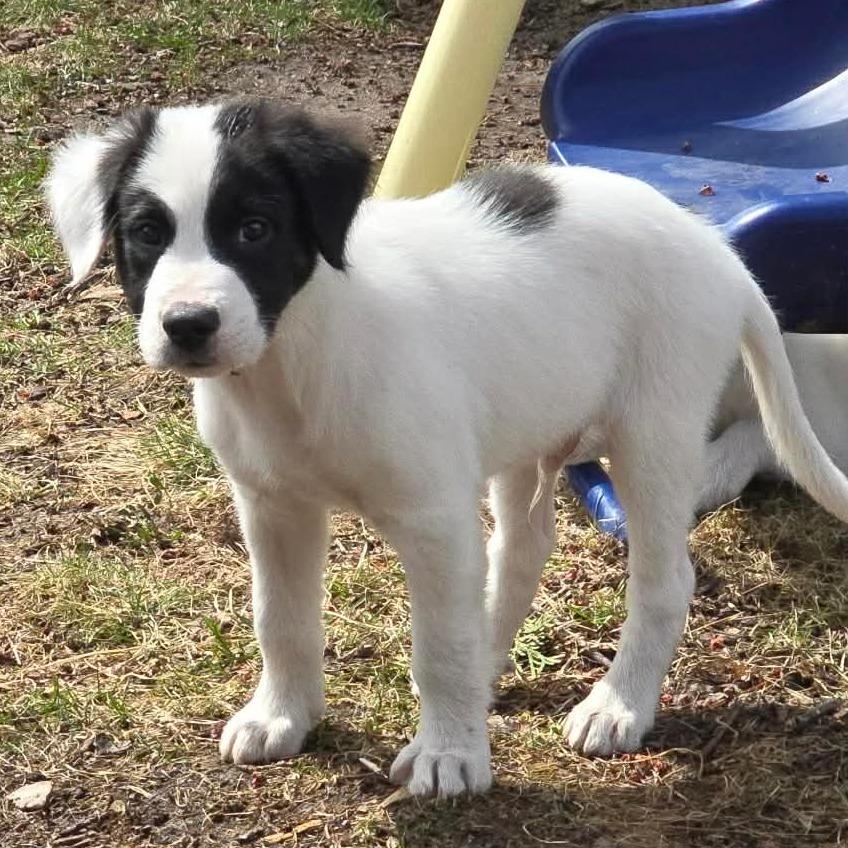 Enlarge Bennett, a Adoptable mixed breed in Alma, WI image 2/6