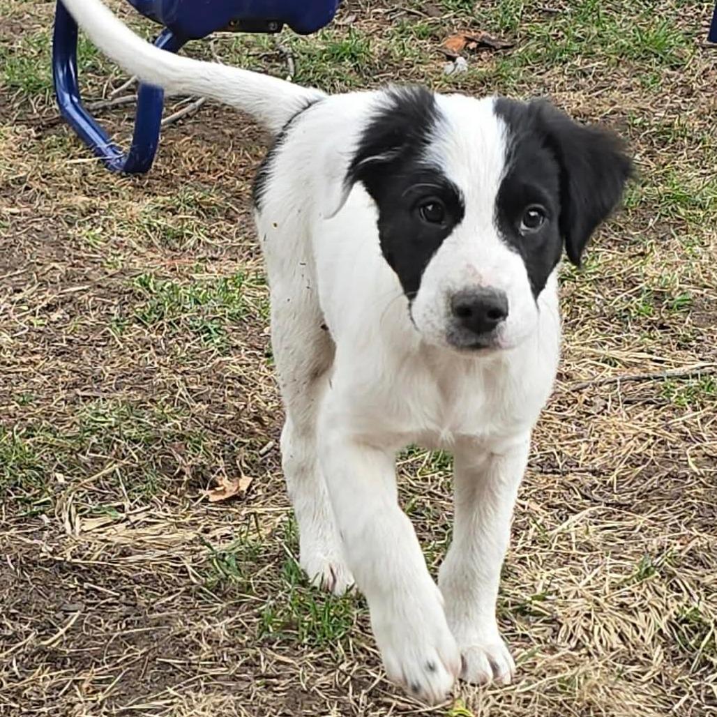 Enlarge Bennett, a Adoptable mixed breed in Alma, WI image 3/6