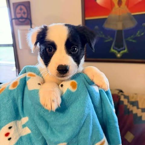 Enlarge Bennett, a Adoptable mixed breed in Alma, WI image 6/6