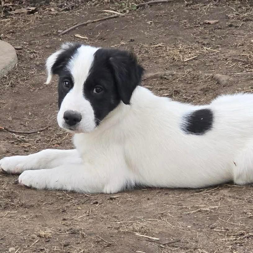 Enlarge Bennett, a Adoptable mixed breed in Alma, WI image 4/6