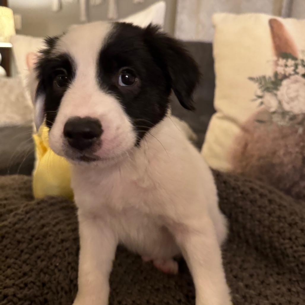 Enlarge Bennett, a Adoptable mixed breed in Alma, WI image 5/6