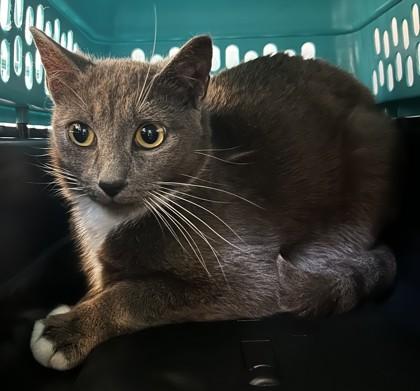 Adelaide, ADOPTABLE, Adult Female Domestic Short Hair.