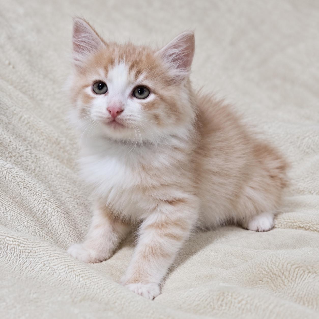 Milo, Adoptable, Kitten Male Domestic Medium Hair.