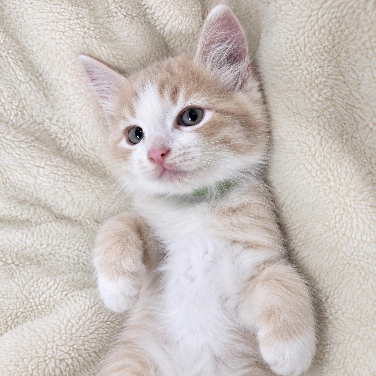 Enlarge Milo, a Adoptable Domestic Medium Hair in Hillsborough, NJ image 2/3